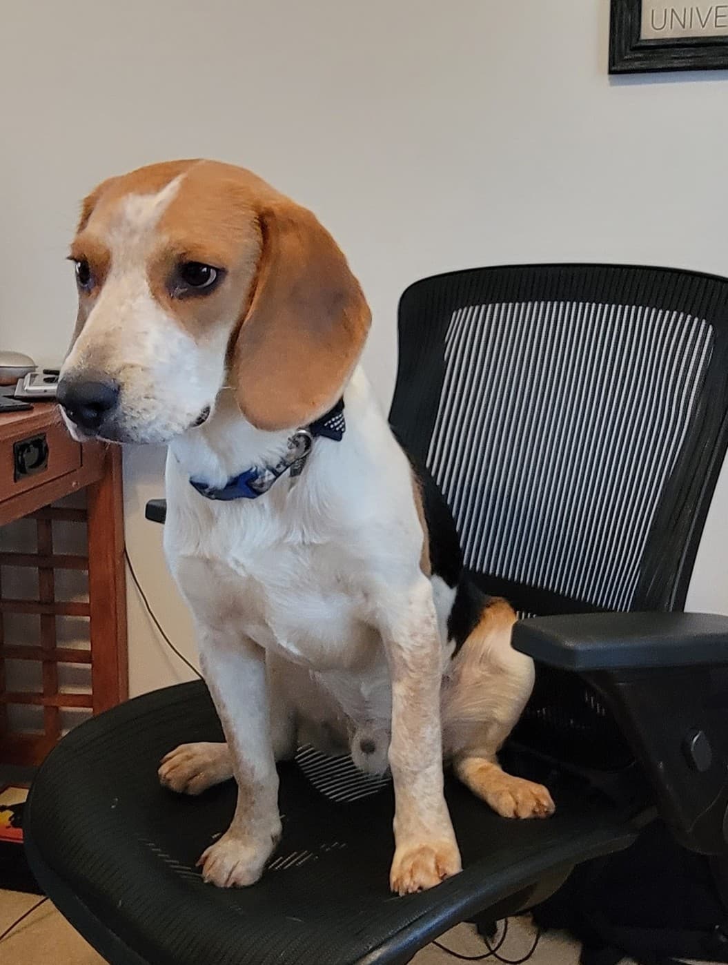 ROSCOE portrait